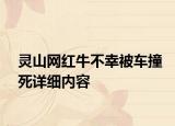 靈山網(wǎng)紅牛不幸被車撞死詳細內(nèi)容