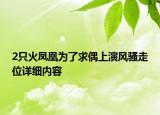 2只火鳳凰為了求偶上演風(fēng)騷走位詳細(xì)內(nèi)容