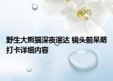 野生大熊貓深夜遛達(dá) 鏡頭前呆萌打卡詳細(xì)內(nèi)容