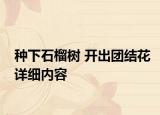 種下石榴樹 開出團(tuán)結(jié)花詳細(xì)內(nèi)容