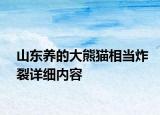 山東養(yǎng)的大熊貓相當炸裂詳細內(nèi)容