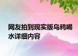 網(wǎng)友拍到現(xiàn)實(shí)版烏鴉喝水詳細(xì)內(nèi)容