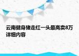 云南健身豬走紅一頭最高賣8萬詳細(xì)內(nèi)容