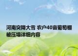 河南突降大雪 農(nóng)戶40畝葡萄棚被壓塌詳細(xì)內(nèi)容