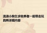流浪小狗乞求收養(yǎng)者一起帶走玩具熊詳細內(nèi)容