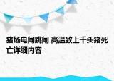 豬場電閘跳閘 高溫致上千頭豬死亡詳細內容