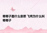 寄寄子是什么意思 飛鷹為什么叫寄寄子