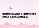 陽臺種植南瓜圖片（陽臺種植南瓜的方法 陽臺怎么種植南瓜）