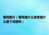 菊殘圖片（菊殘是什么意思是什么是個(gè)詞語嗎）