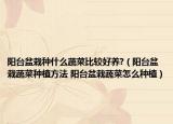 陽臺(tái)盆栽種什么蔬菜比較好養(yǎng)?（陽臺(tái)盆栽蔬菜種植方法 陽臺(tái)盆栽蔬菜怎么種植）