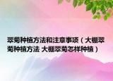 翠菊種植方法和注意事項（大棚翠菊種植方法 大棚翠菊怎樣種植）