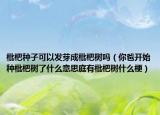 枇杷種子可以發(fā)芽成枇杷樹嗎（你爸開始種枇杷樹了什么意思庭有枇杷樹什么梗）