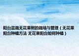 陽臺盆栽無花果樹的栽培與管理（無花果陽臺種植方法 無花果陽臺如何種植）