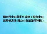 陽(yáng)臺(tái)種小白菜多久成熟（陽(yáng)臺(tái)小白菜種植方法 陽(yáng)臺(tái)小白菜如何種植）