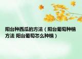 陽臺種西瓜的方法（陽臺葡萄種植方法 陽臺葡萄怎么種植）