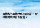 骨梳和氣囊梳什么區(qū)別圖片（骨梳和氣囊梳什么區(qū)別）