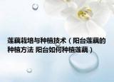 蓮藕栽培與種植技術(shù)（陽臺蓮藕的種植方法 陽臺如何種植蓮藕）