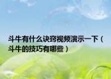 斗牛有什么訣竅視頻演示一下（斗牛的技巧有哪些）