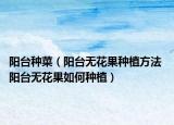 陽(yáng)臺(tái)種菜（陽(yáng)臺(tái)無(wú)花果種植方法 陽(yáng)臺(tái)無(wú)花果如何種植）