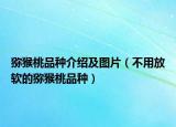 獼猴桃品種介紹及圖片（不用放軟的獼猴桃品種）