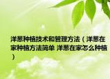 洋蔥種植技術(shù)和管理方法（洋蔥在家種植方法簡單 洋蔥在家怎么種植）
