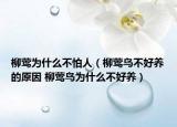 柳鶯為什么不怕人（柳鶯鳥(niǎo)不好養(yǎng)的原因 柳鶯鳥(niǎo)為什么不好養(yǎng)）