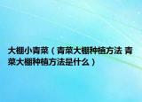 大棚小青菜（青菜大棚種植方法 青菜大棚種植方法是什么）
