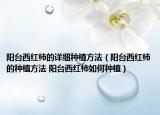 陽臺(tái)西紅柿的詳細(xì)種植方法（陽臺(tái)西紅柿的種植方法 陽臺(tái)西紅柿如何種植）