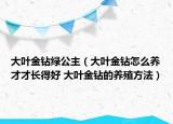 大葉金鉆綠公主（大葉金鉆怎么養(yǎng)才才長(zhǎng)得好 大葉金鉆的養(yǎng)殖方法）