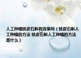 人工種植鐵皮石斛有效果嗎（鐵皮石斛人工種植的方法 鐵皮石斛人工種植的方法是什么）