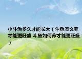 小斗魚多久才能長大（斗魚怎么養(yǎng)才能更旺盛 斗魚如何養(yǎng)才能更旺盛）