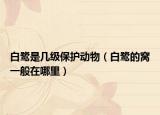 白鷺是幾級保護(hù)動(dòng)物（白鷺的窩一般在哪里）