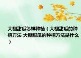 大棚甜瓜怎樣種植（大棚甜瓜的種植方法 大棚甜瓜的種植方法是什么）