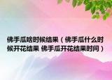 佛手瓜啥時候結果（佛手瓜什么時候開花結果 佛手瓜開花結果時間）