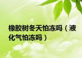 橡膠樹(shù)冬天怕凍嗎（液化氣怕凍嗎）
