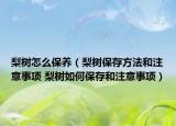 梨樹怎么保養(yǎng)（梨樹保存方法和注意事項(xiàng) 梨樹如何保存和注意事項(xiàng)）