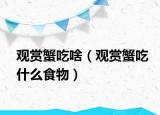觀賞蟹吃啥（觀賞蟹吃什么食物）