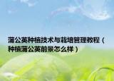 蒲公英種植技術(shù)與栽培管理教程（種植蒲公英前景怎么樣）