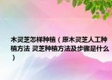 木靈芝怎樣種植（原木靈芝人工種植方法 靈芝種植方法及步驟是什么）