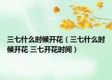 三七什么時候開花（三七什么時候開花 三七開花時間）