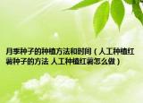 月季種子的種植方法和時間（人工種植紅薯種子的方法 人工種植紅薯怎么做）