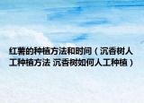 紅薯的種植方法和時間（沉香樹人工種植方法 沉香樹如何人工種植）
