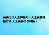 黃芪可以人工種植嗎（人工黃芪種植方法 人工黃芪怎么種植）
