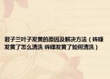 君子蘭葉子發(fā)黃的原因及解決方法（硨磲發(fā)黃了怎么清洗 硨磲發(fā)黃了如何清洗）