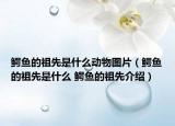 鱷魚的祖先是什么動(dòng)物圖片（鱷魚的祖先是什么 鱷魚的祖先介紹）