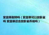 紫露草耐陰嗎（紫露草可以放臥室嗎 紫露草適合放臥室養(yǎng)殖嗎）