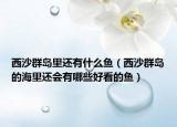 西沙群島里還有什么魚（西沙群島的海里還會有哪些好看的魚）