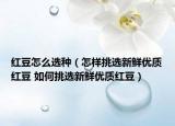 紅豆怎么選種（怎樣挑選新鮮優(yōu)質(zhì)紅豆 如何挑選新鮮優(yōu)質(zhì)紅豆）