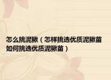 怎么挑泥鰍（怎樣挑選優(yōu)質(zhì)泥鰍苗 如何挑選優(yōu)質(zhì)泥鰍苗）