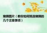 豬蹄圖片（教你如何挑選豬蹄的幾個注意事項(xiàng)）